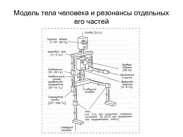 Модель тела человека и резонансы отдельных его частей