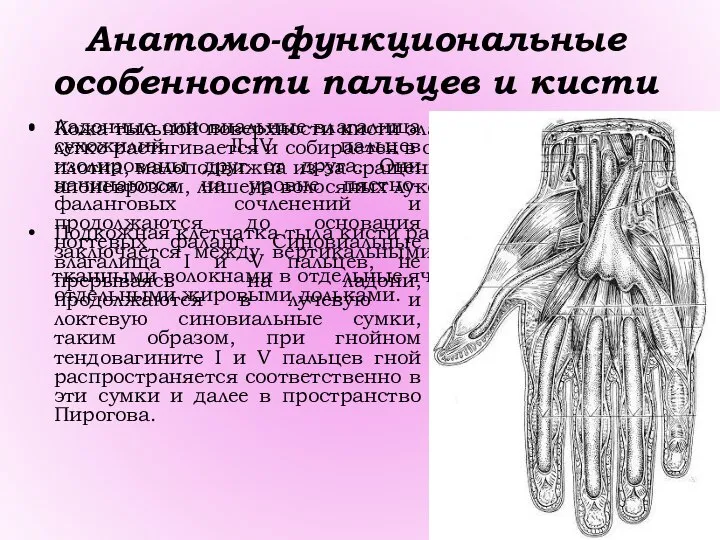 Анатомо-функциональные особенности пальцев и кисти Кожа тыльной поверхности кисти эластичная, подвижная,