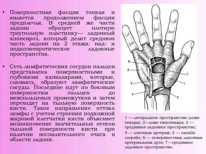 Поверхностная фасция тонкая и является продолжением фасции предплечья. В средней же