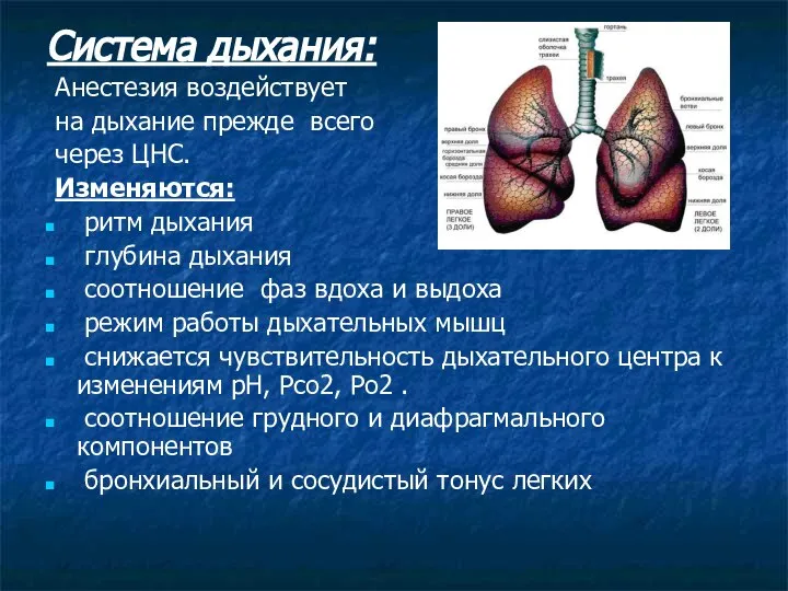 Система дыхания: Анестезия воздействует на дыхание прежде всего через ЦНС. Изменяются: