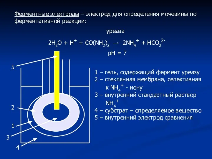 Ферментные электроды – электрод для определения мочевины по ферментативной реакции: уреаза