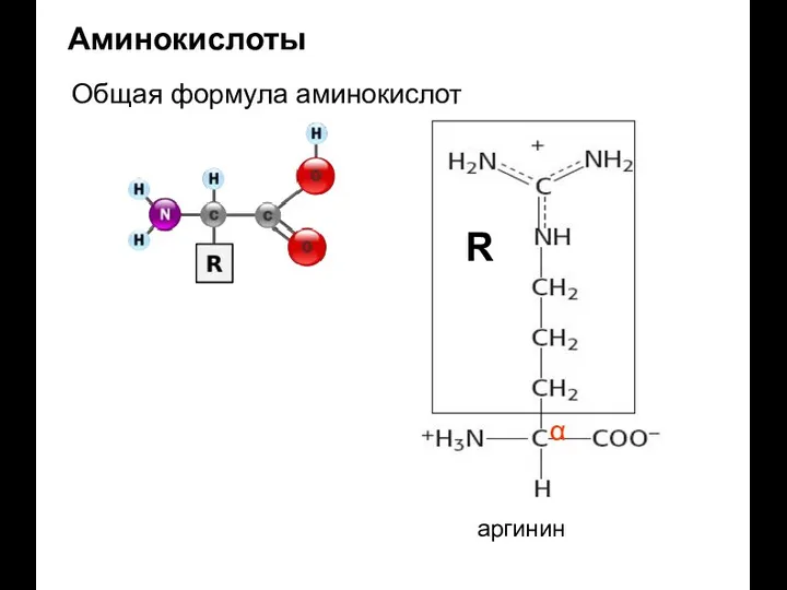 Аминокислоты Общая формула аминокислот α R аргинин