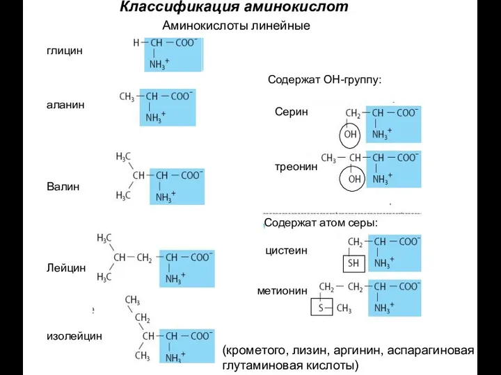 Классификация аминокислот Аминокислоты линейные Содержат атом серы: Содержат ОН-группу: глицин аланин