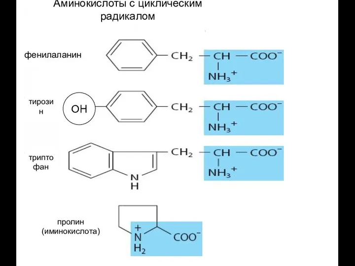 фенилаланин тирозин триптофан пролин (иминокислота) Аминокислоты с циклическим радикалом ОН
