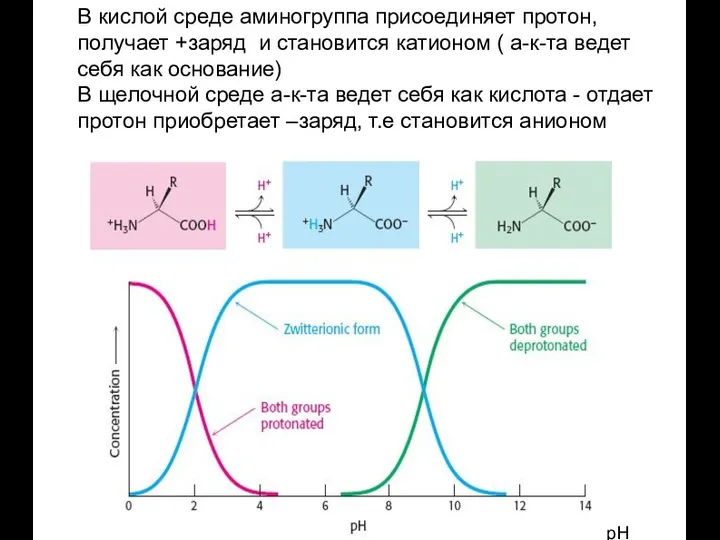 В кислой среде аминогруппа присоединяет протон, получает +заряд и становится катионом