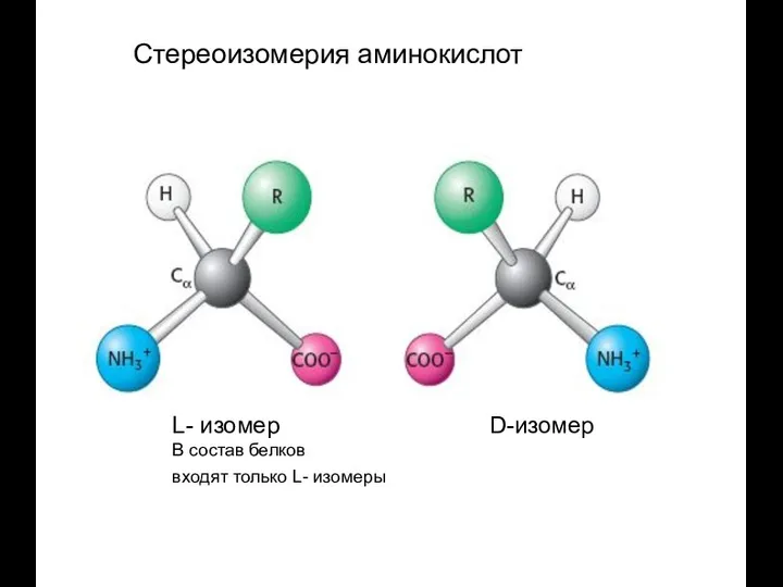 Стереоизомерия аминокислот L- изомер D-изомер В состав белков входят только L- изомеры