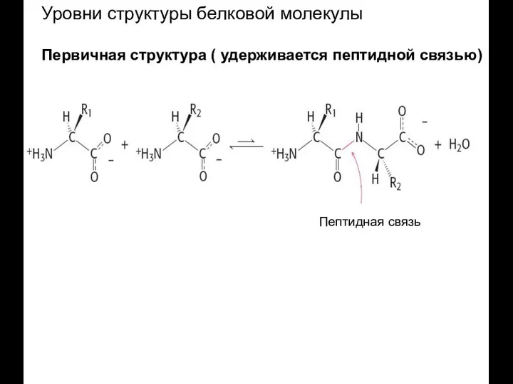 Пептидная связь Уровни структуры белковой молекулы Первичная структура ( удерживается пептидной связью)