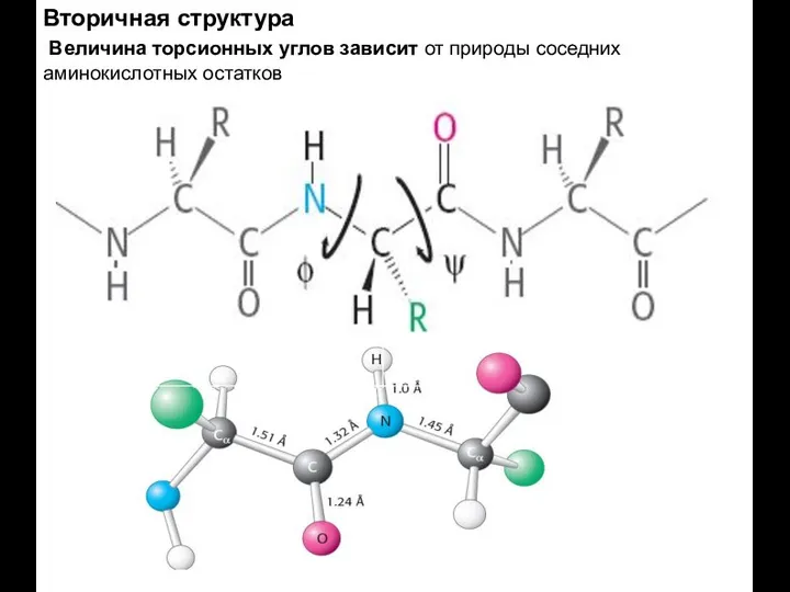 Вторичная структура Величина торсионных углов зависит от природы соседних аминокислотных остатков