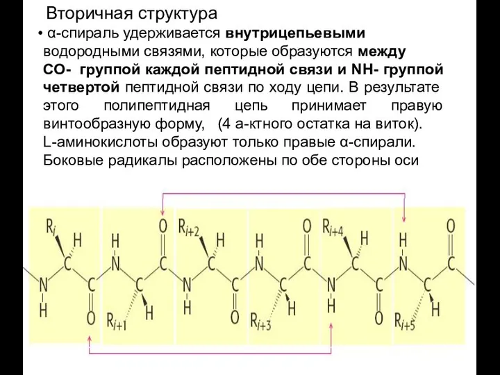 Вторичная структура α-спираль удерживается внутрицепьевыми водородными связями, которые образуются между СО-