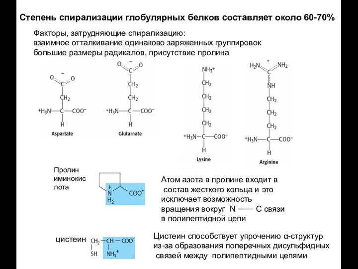 Степень спирализации глобулярных белков составляет около 60-70% Факторы, затрудняющие спирализацию: взаимное