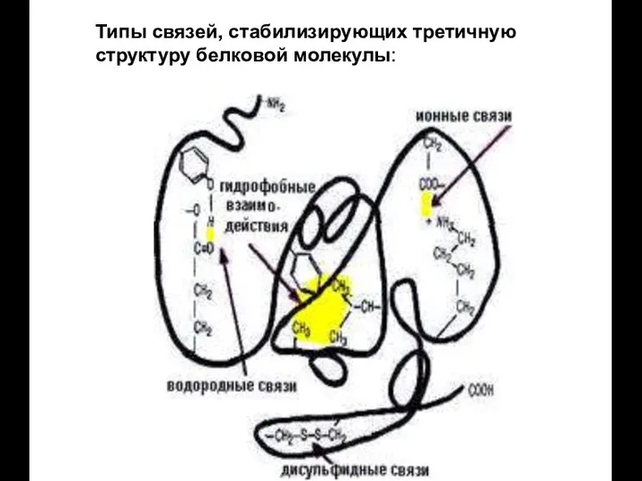 Типы связей, стабилизирующих третичную структуру белковой молекулы: