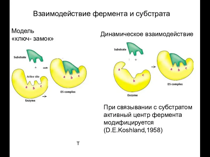 T Взаимодействие фермента и субстрата Модель «ключ- замок» При связывании с