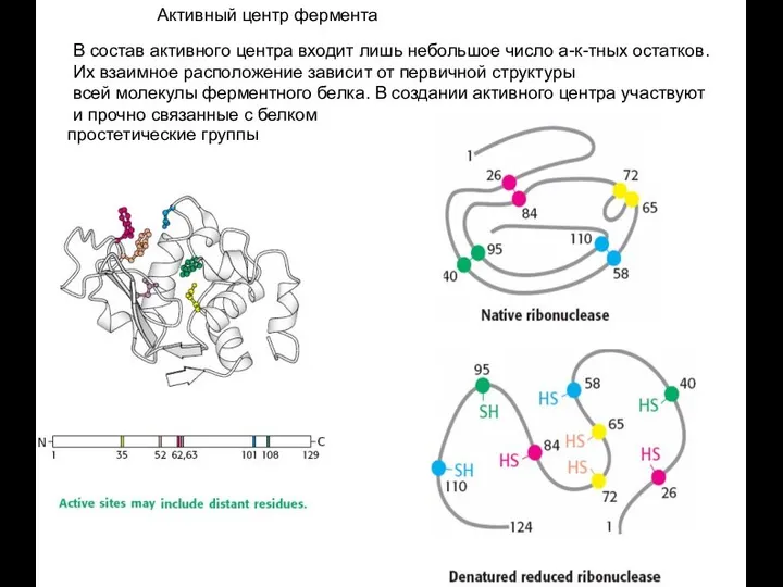 Активный центр фермента В состав активного центра входит лишь небольшое число