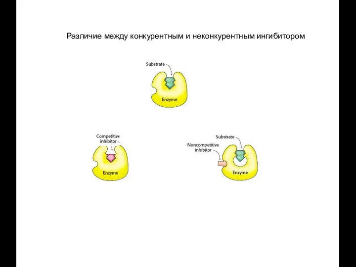 Различие между конкурентным и неконкурентным ингибитором