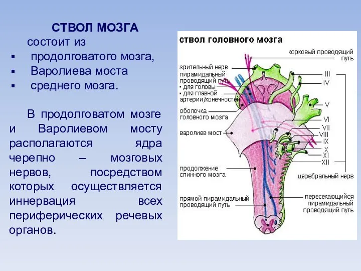 СТВОЛ МОЗГА состоит из продолговатого мозга, Варолиева моста среднего мозга. В