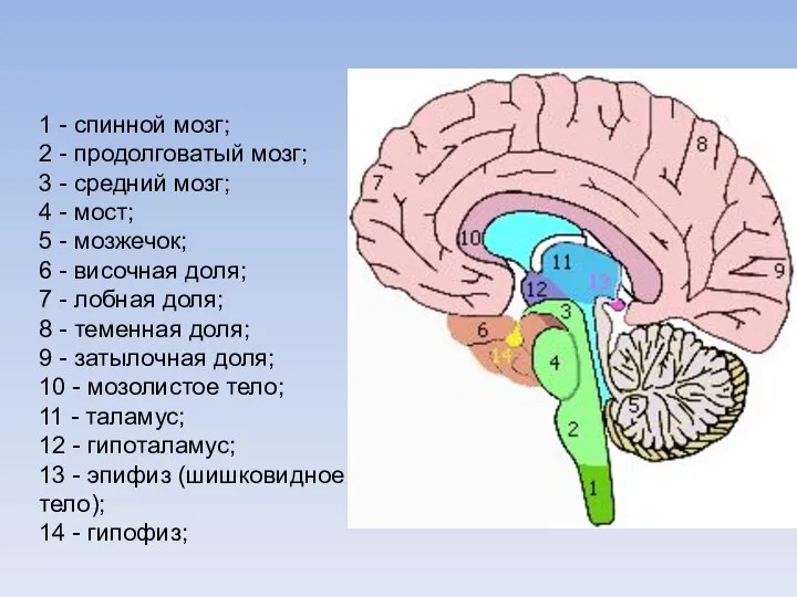 1 - спинной мозг; 2 - продолговатый мозг; 3 - средний