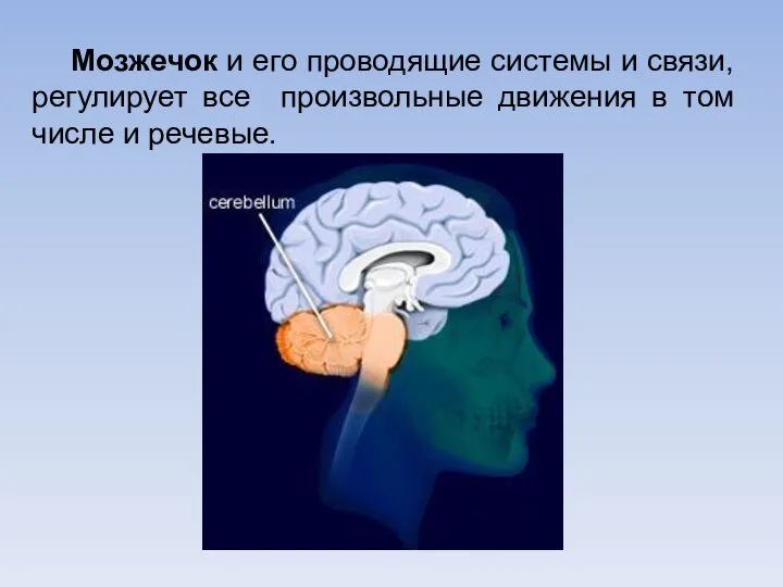 Мозжечок и его проводящие системы и связи, регулирует все произвольные движения в том числе и речевые.