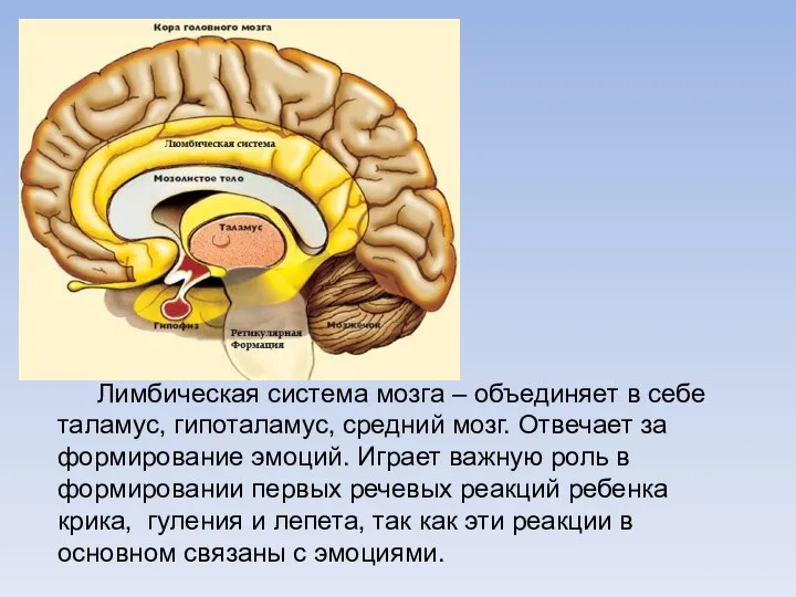 Лимбическая система мозга – объединяет в себе таламус, гипоталамус, средний мозг.