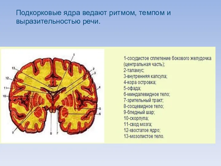 Подкорковые ядра ведают ритмом, темпом и выразительностью речи.