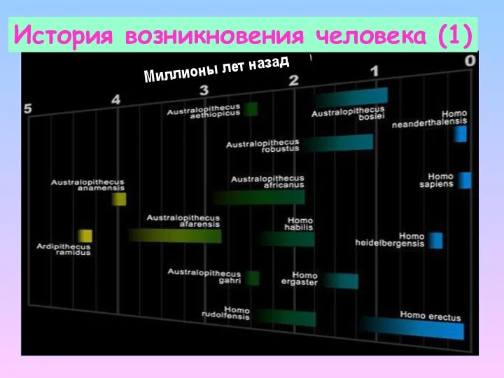 Миллионы лет назад История возникновения человека (1)