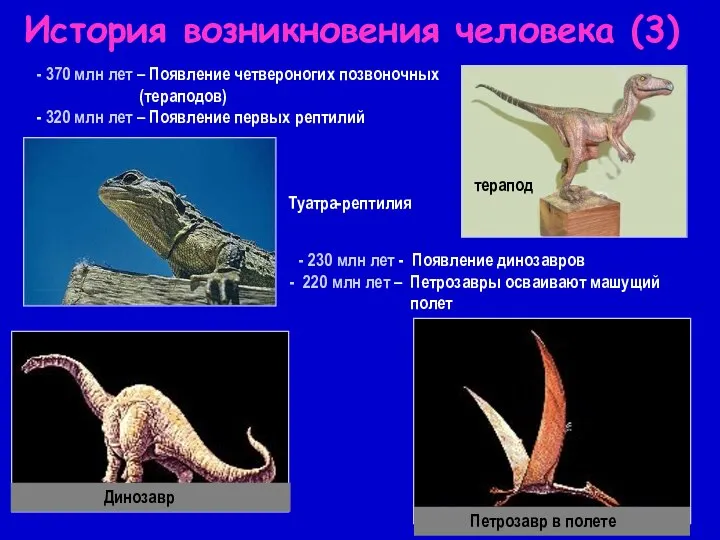 - 370 млн лет – Появление четвероногих позвоночных (тераподов) - 320