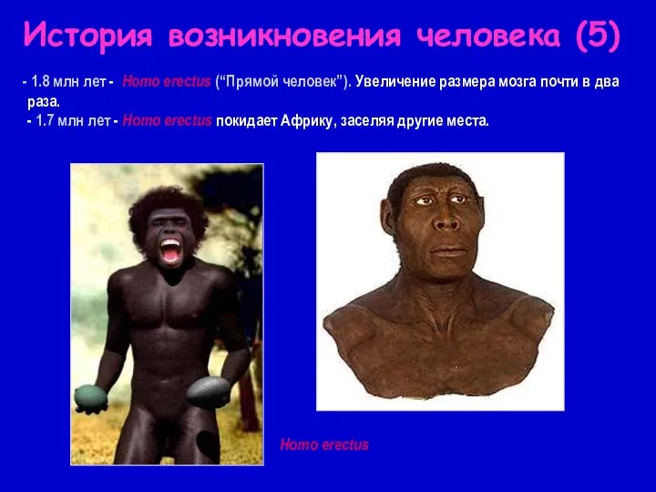 История возникновения человека (5) 1.8 млн лет - Homo erectus (“Прямой