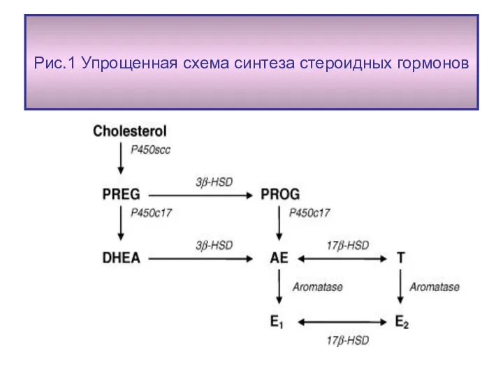 Рис.1 Упрощенная схема синтеза стероидных гормонов