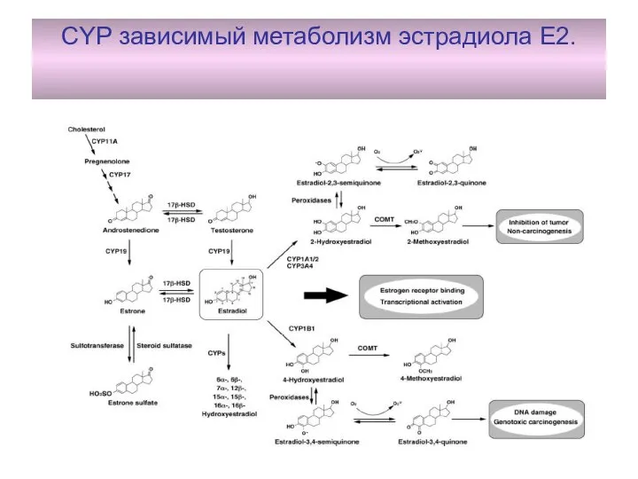 CYP зависимый метаболизм эстрадиола Е2.