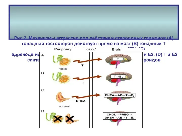 Рис.2 Механизмы аггрессии под действием стероидных гормонов (А) гонадный тестостерон действует