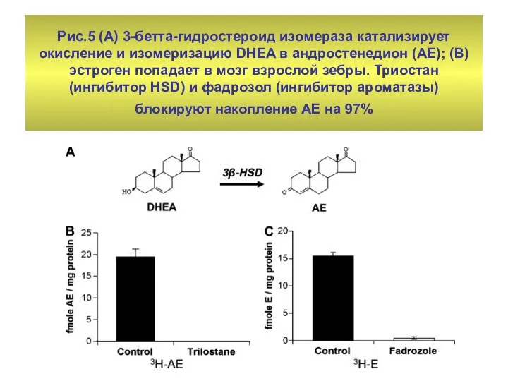 Рис.5 (А) 3-бетта-гидростероид изомераза катализирует окисление и изомеризацию DHEA в андростенедион