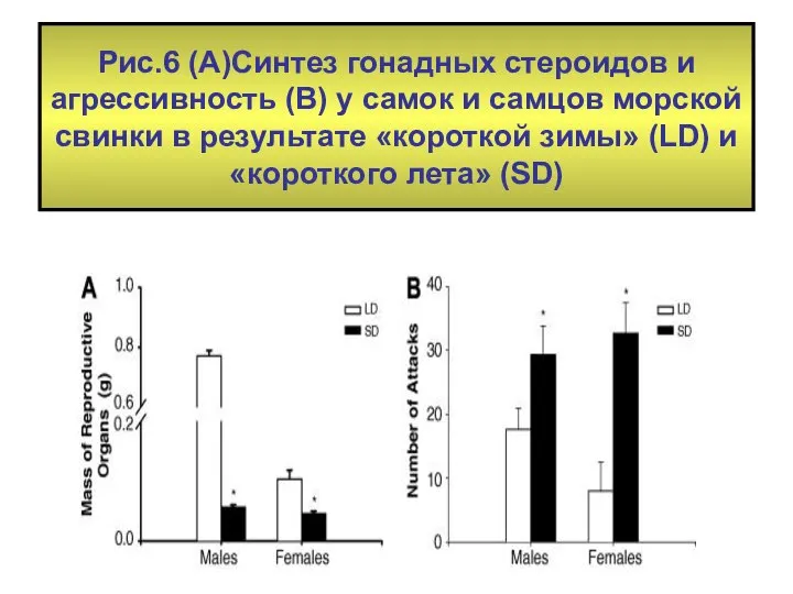 Рис.6 (А)Синтез гонадных стероидов и агрессивность (В) у самок и самцов