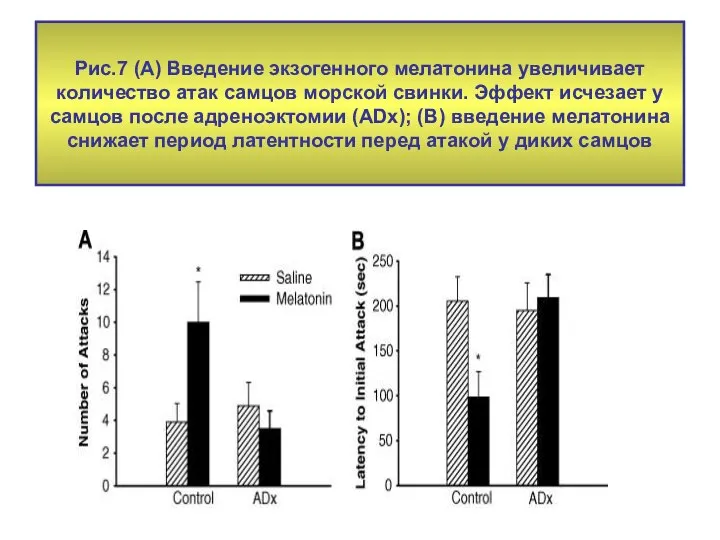 Рис.7 (А) Введение экзогенного мелатонина увеличивает количество атак самцов морской свинки.