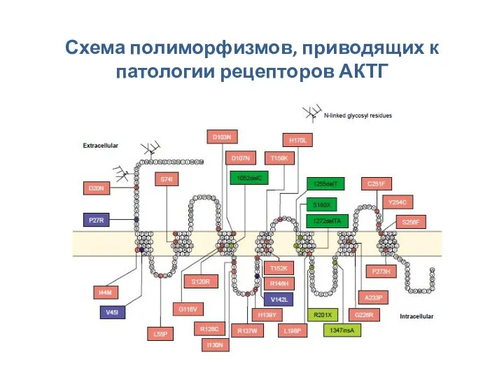 Схема полиморфизмов, приводящих к патологии рецепторов АКТГ