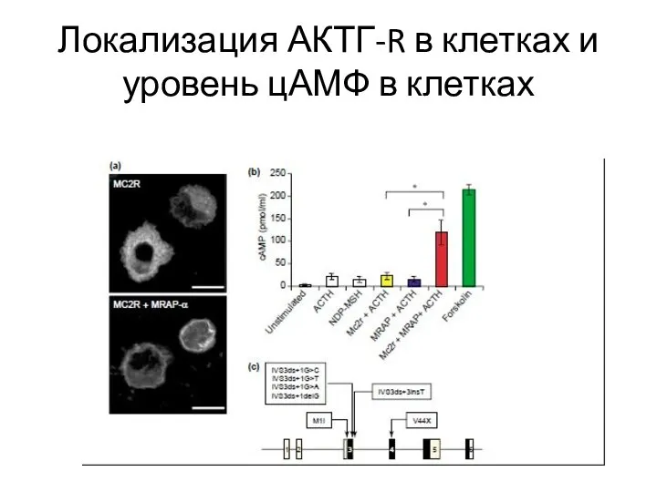 Локализация АКТГ-R в клетках и уровень цАМФ в клетках