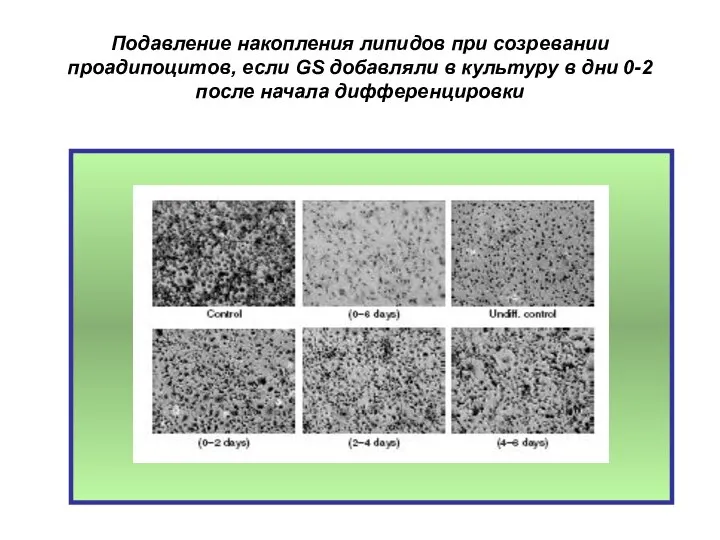 Подавление накопления липидов при созревании проадипоцитов, если GS добавляли в культуру