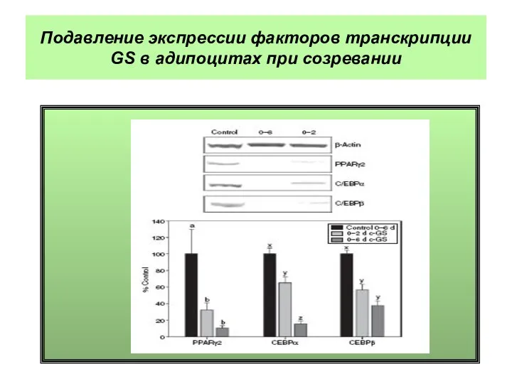 Подавление экспрессии факторов транскрипции GS в адипоцитах при созревании
