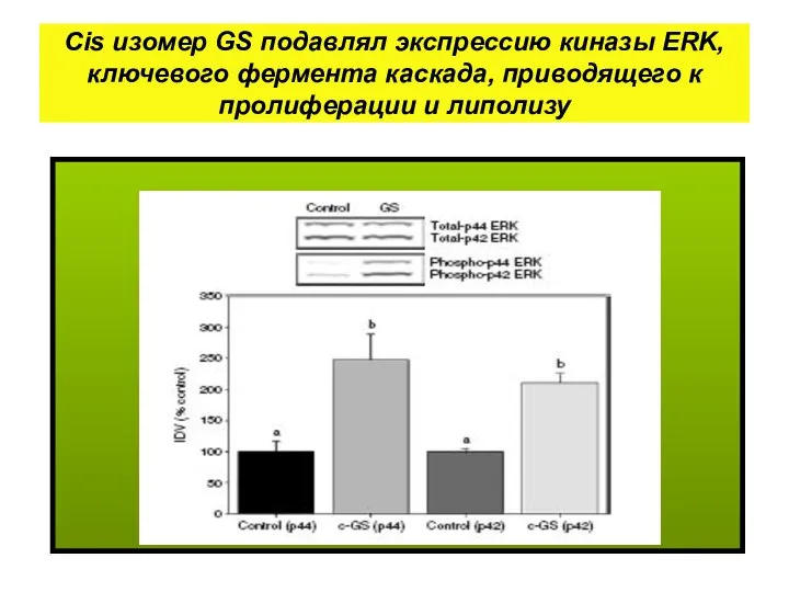 Cis изомер GS подавлял экспрессию киназы ERK, ключевого фермента каскада, приводящего к пролиферации и липолизу