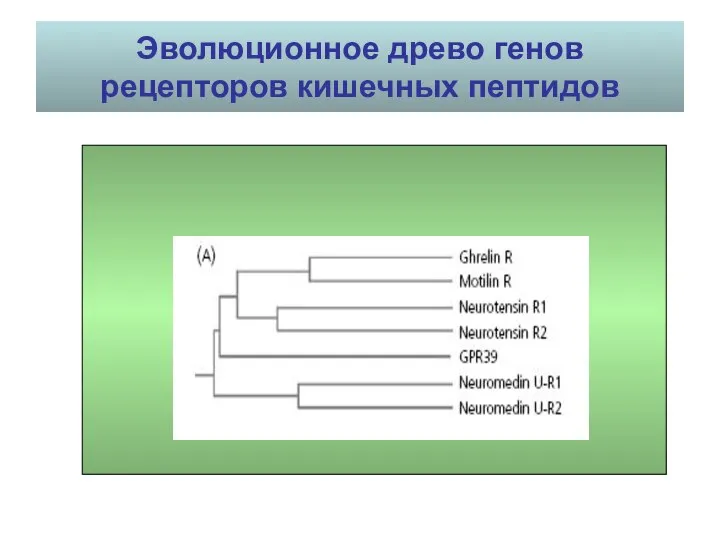 Эволюционное древо генов рецепторов кишечных пептидов