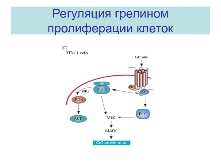 Регуляция грелином пролиферации клеток