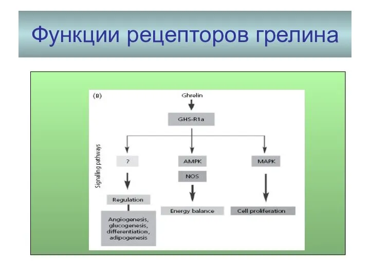 Функции рецепторов грелина