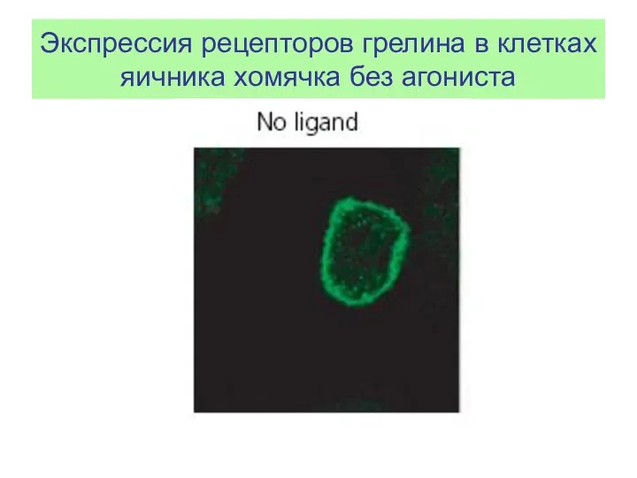 Экспрессия рецепторов грелина в клетках яичника хомячка без агониста