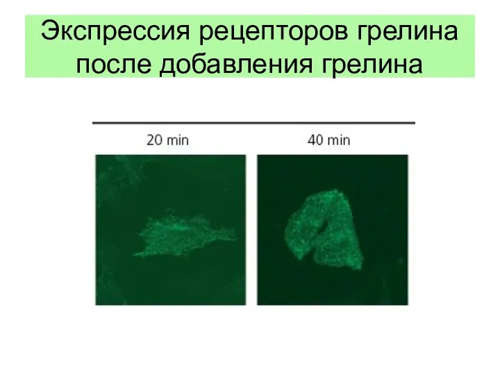 Экспрессия рецепторов грелина после добавления грелина