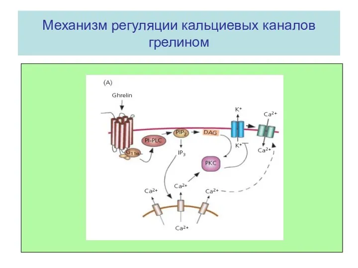 Механизм регуляции кальциевых каналов грелином