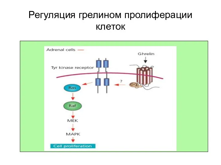 Регуляция грелином пролиферации клеток