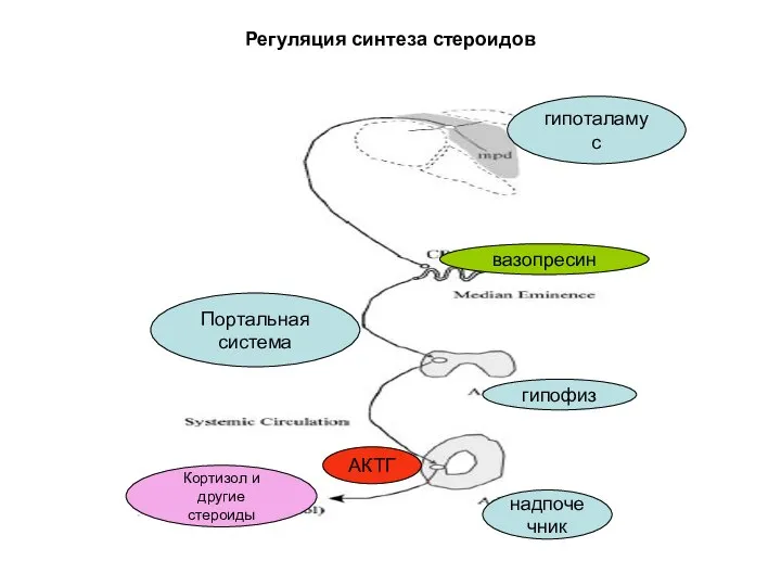 Регуляция синтеза стероидов вазопресин гипофиз надпочечник АКТГ Кортизол и другие стероиды Портальная система гипоталамус