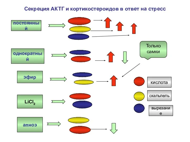 Секреция АКТГ и кортикостероидов в ответ на стресс постоянный однократный эфир