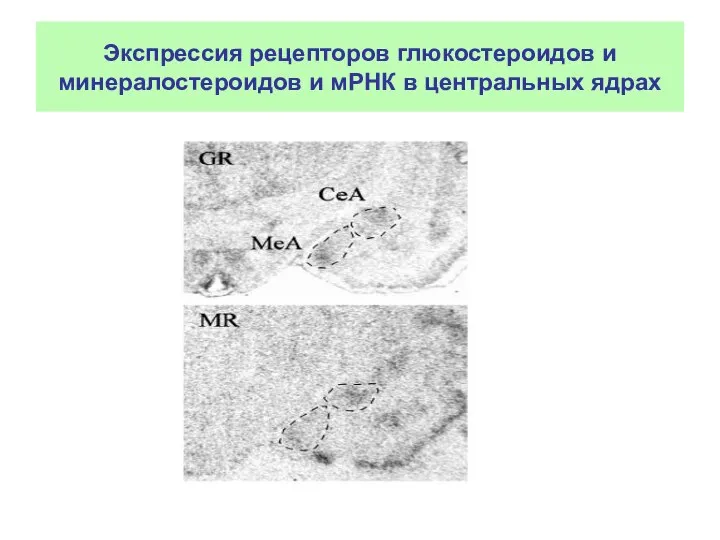 Экспрессия рецепторов глюкостероидов и минералостероидов и мРНК в центральных ядрах
