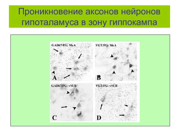 Проникновение аксонов нейронов гипоталамуса в зону гиппокампа
