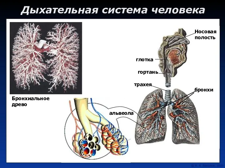 Дыхательная система человека Носовая полость глотка гортань трахея бронхи Бронхиальное древо альвеола