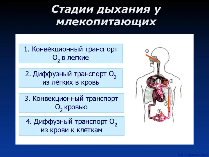 Стадии дыхания у млекопитающих